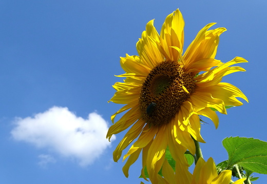 Tournesol Alsace 05