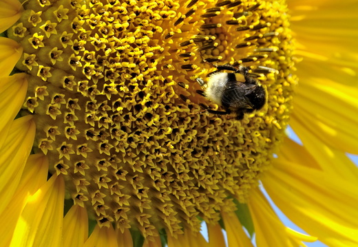 Tournesol Alsace 06
