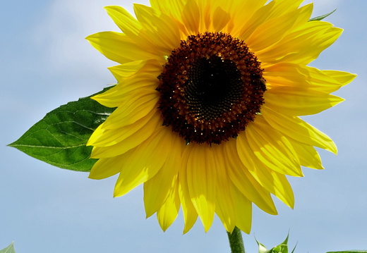 Tournesol Alsace 08
