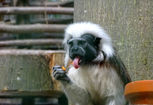 Zoos