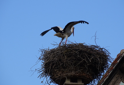 Oiseaux