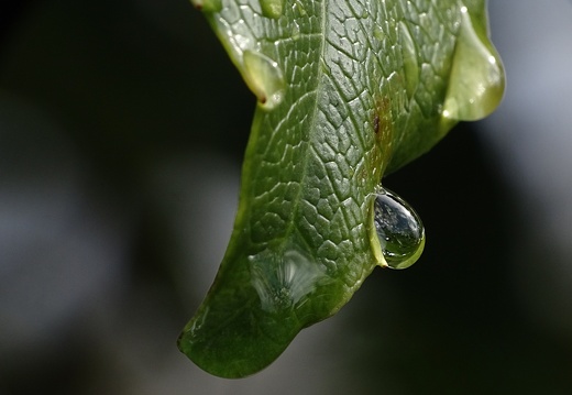 Gouttes de pluie 03