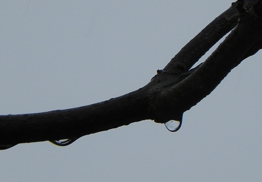 Gouttes de pluie 04