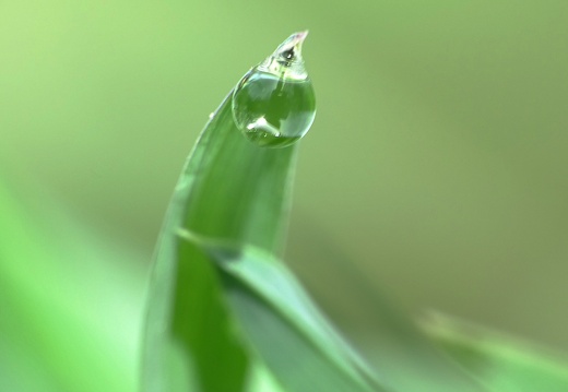 Gouttes de pluie 03