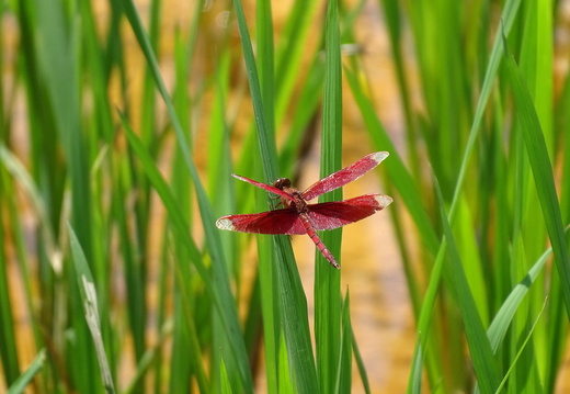 Insectes