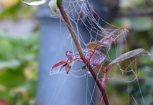 Toile Araignée