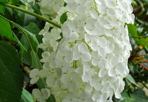 Kildare Irish National Stud &amp; Japanese Gardens 04