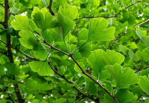 Kildare Irish National Stud &amp; Japanese Gardens 25