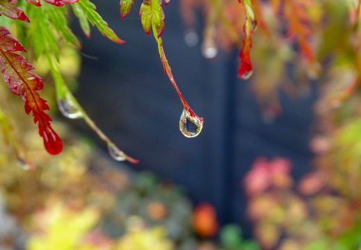 Goutte de pluie