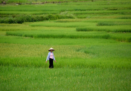 Viet-Nam Nord